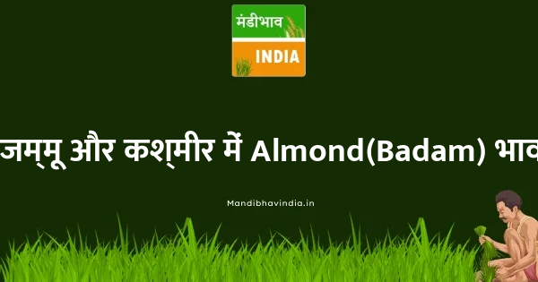 Almond(Badam) भाव